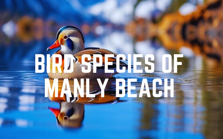 Bird Species Of Manly Beach