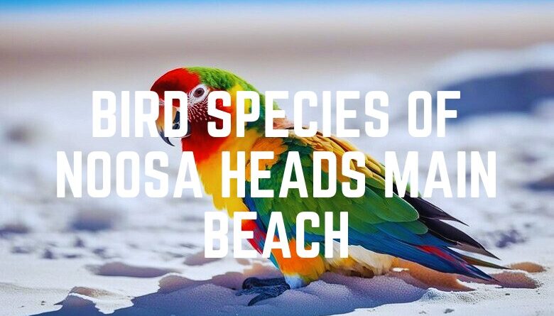 Bird Species Of Noosa Heads Main Beach
