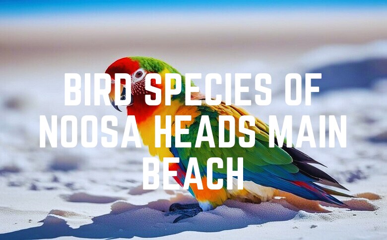 Bird Species Of Noosa Heads Main Beach