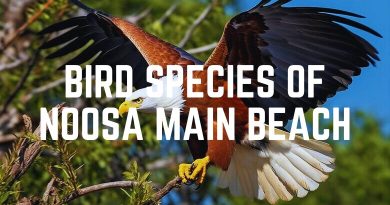 Bird Species Of Noosa Main Beach