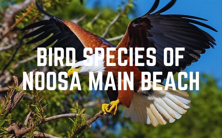 Bird Species Of Noosa Main Beach