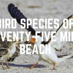 Bird Species Of Seventy-Five Mile Beach