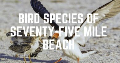 Bird Species Of Seventy-Five Mile Beach