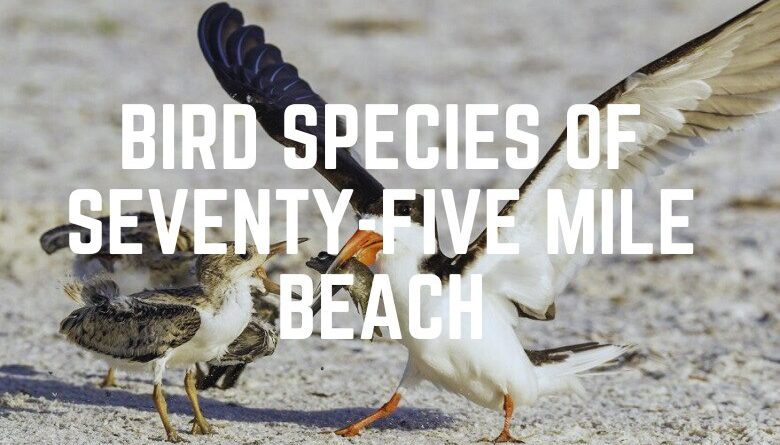Bird Species Of Seventy-Five Mile Beach
