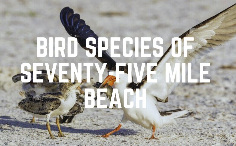 Bird Species Of Seventy-Five Mile Beach