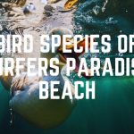 Bird Species Of Surfers Paradise Beach