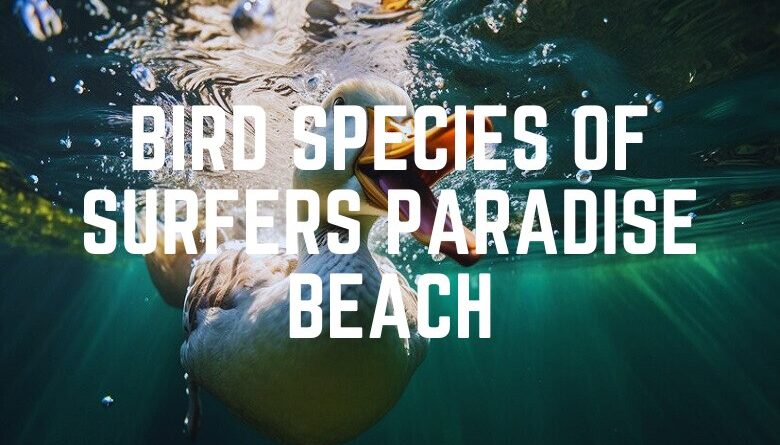 Bird Species Of Surfers Paradise Beach