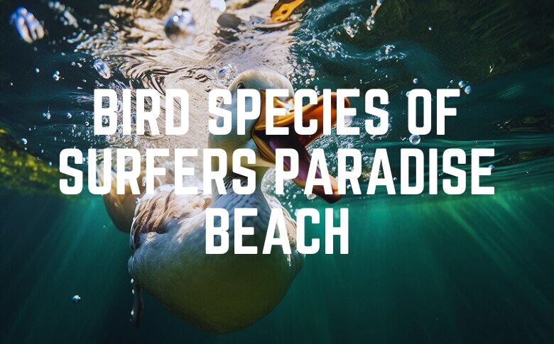 Bird Species Of Surfers Paradise Beach