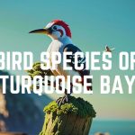 Bird Species Of Turquoise Bay