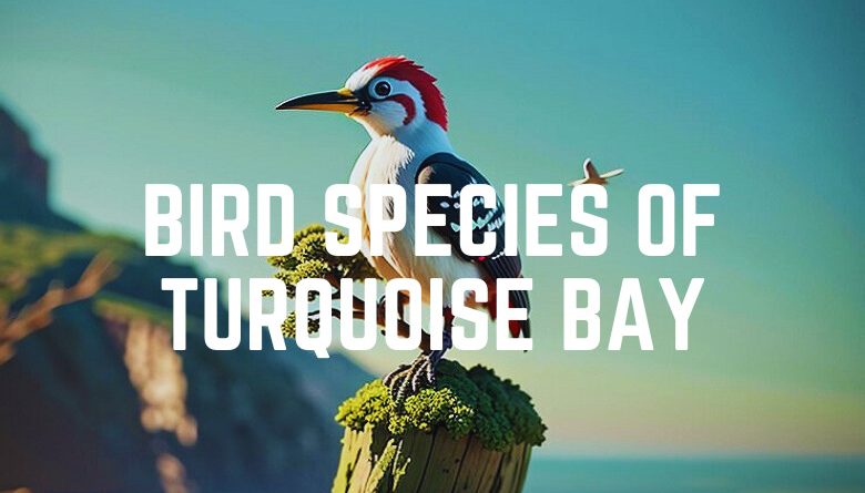Bird Species Of Turquoise Bay