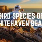 Bird Species Of Whitehaven Beach