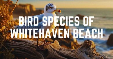 Bird Species Of Whitehaven Beach