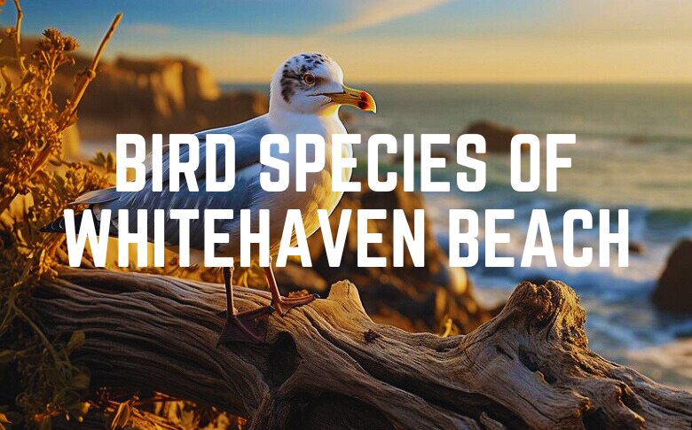 Bird Species Of Whitehaven Beach