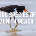 Bird Species Of Zenith Beach