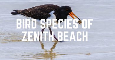 Bird Species Of Zenith Beach