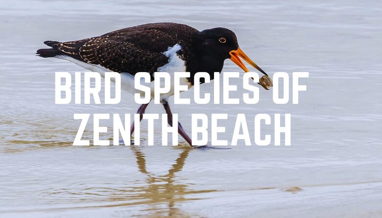 Bird Species Of Zenith Beach