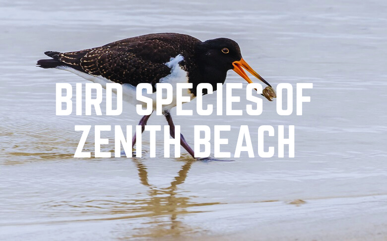 Bird Species Of Zenith Beach