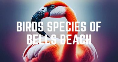 Birds Species Of Bells Beach