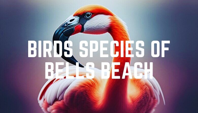 Birds Species Of Bells Beach
