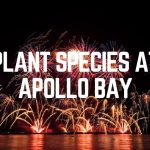 Plant Species At Apollo Bay