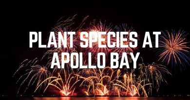 Plant Species At Apollo Bay
