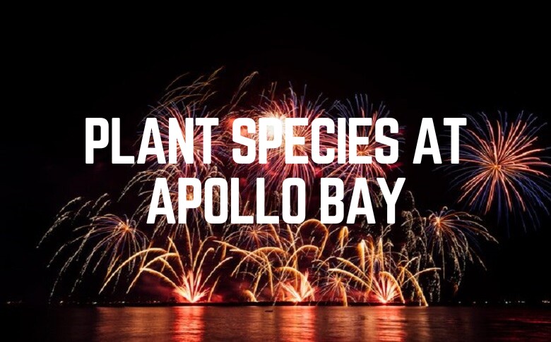 Plant Species At Apollo Bay