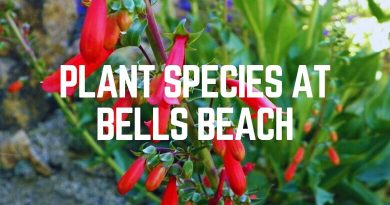 Plant Species At Bells Beach