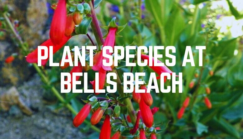 Plant Species At Bells Beach
