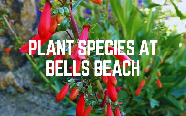 Plant Species At Bells Beach