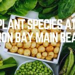 Plant Species At Byron Bay Main Beach