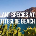 Plant Species At Cottesloe Beach