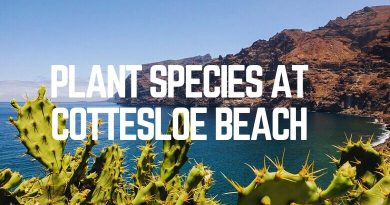 Plant Species At Cottesloe Beach