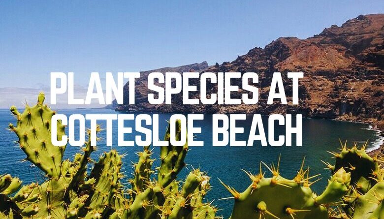 Plant Species At Cottesloe Beach