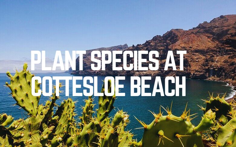 Plant Species At Cottesloe Beach