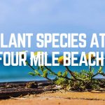 Plant Species At Four Mile Beach