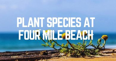 Plant Species At Four Mile Beach