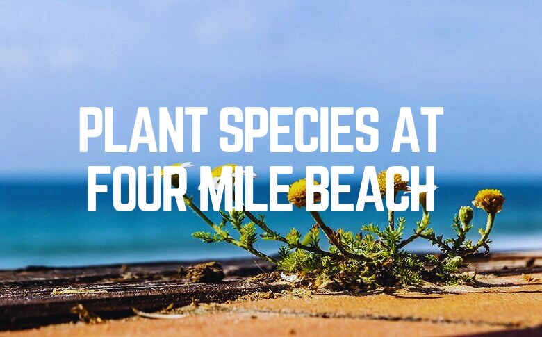 Plant Species At Four Mile Beach