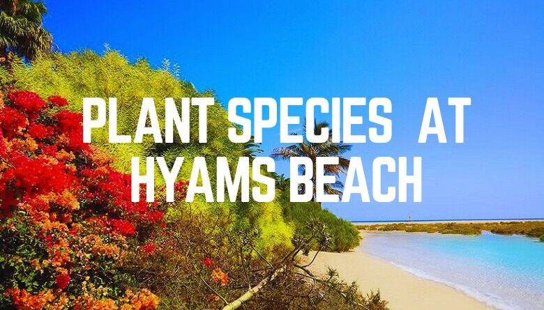 Plant Species At Hyams Beach