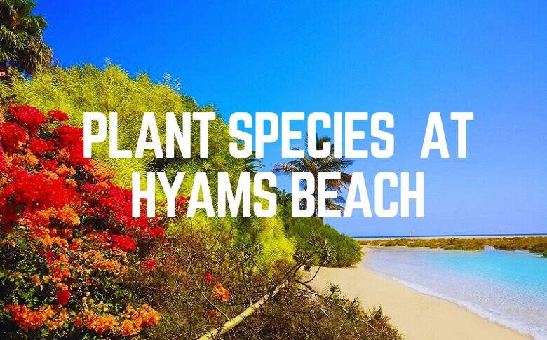 The Plant Species Found At Hyams Beach