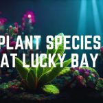 Plant Species At Lucky Bay