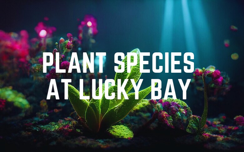 Plant Species At Lucky Bay