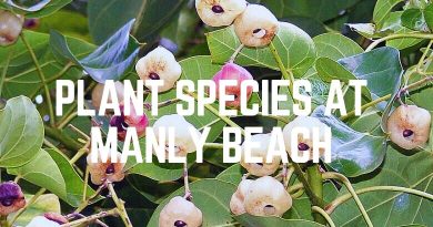 Plant Species At Manly Beach