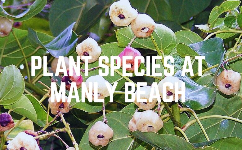 Plant Species At Manly Beach