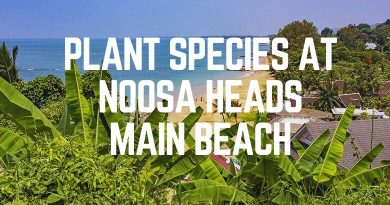 Plant Species At Noosa Heads Main Beach