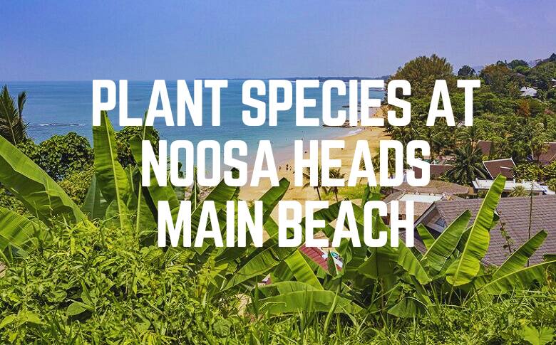 Plant Species At Noosa Heads Main Beach