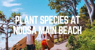 Plant Species At Noosa Main Beach
