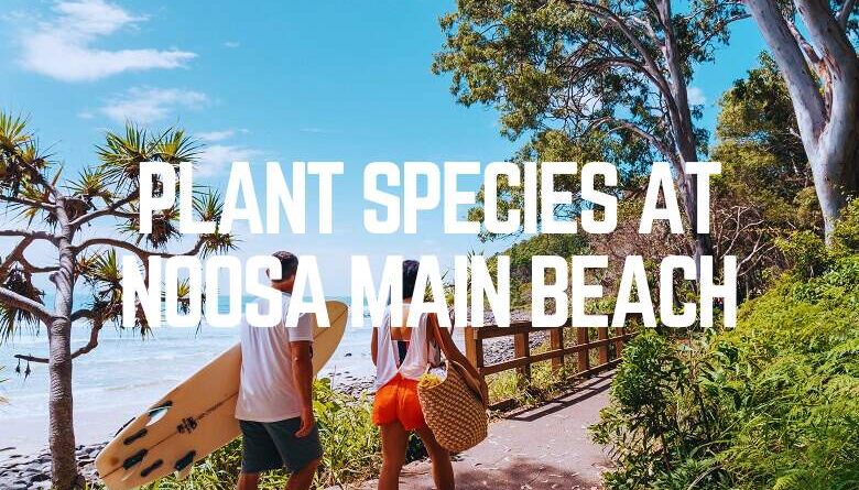 Plant Species At Noosa Main Beach