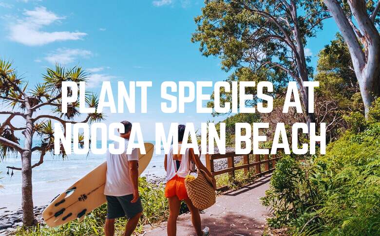 Plant Species At Noosa Main Beach