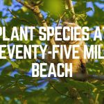 Plant Species At Seventy-Five Mile Beach