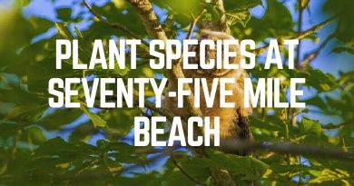 Plant Species At Seventy-Five Mile Beach
